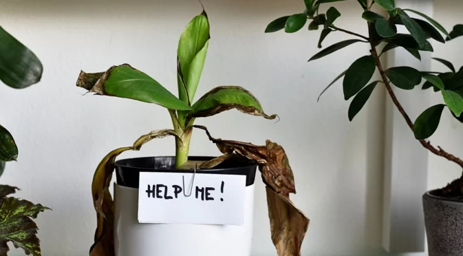 Как да се отървете от брашнестите червеи по стайните си растения