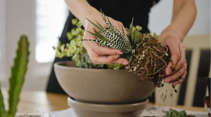 Признаци, че сукулентът се нуждае от пресаждане