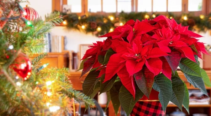 Как колената ви звезда да оцелее и след празниците: 9 полезни съвета