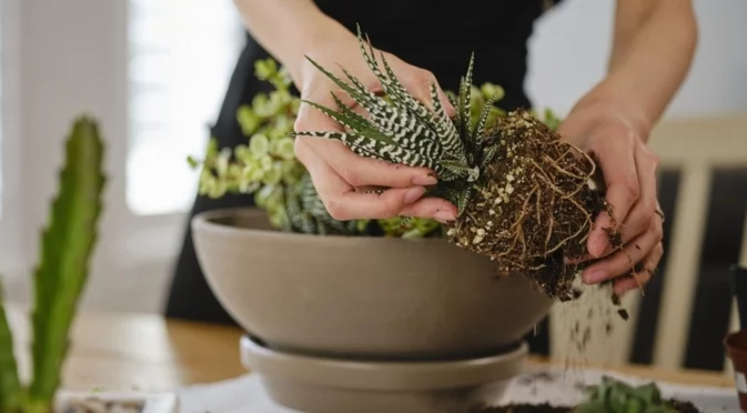 Признаци, че сукулентът се нуждае от пресаждане