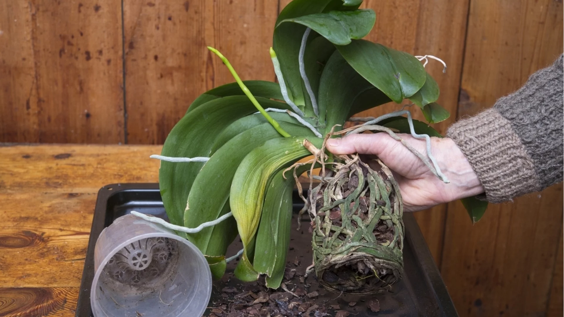 Как да се справим с кореновото гниене при саксийни растения