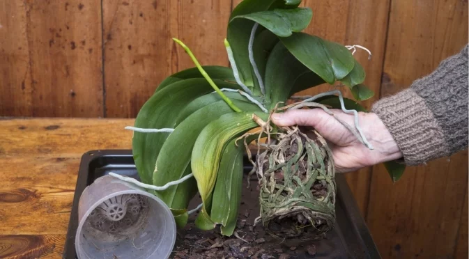 Как да се справим с кореновото гниене при саксийни растения