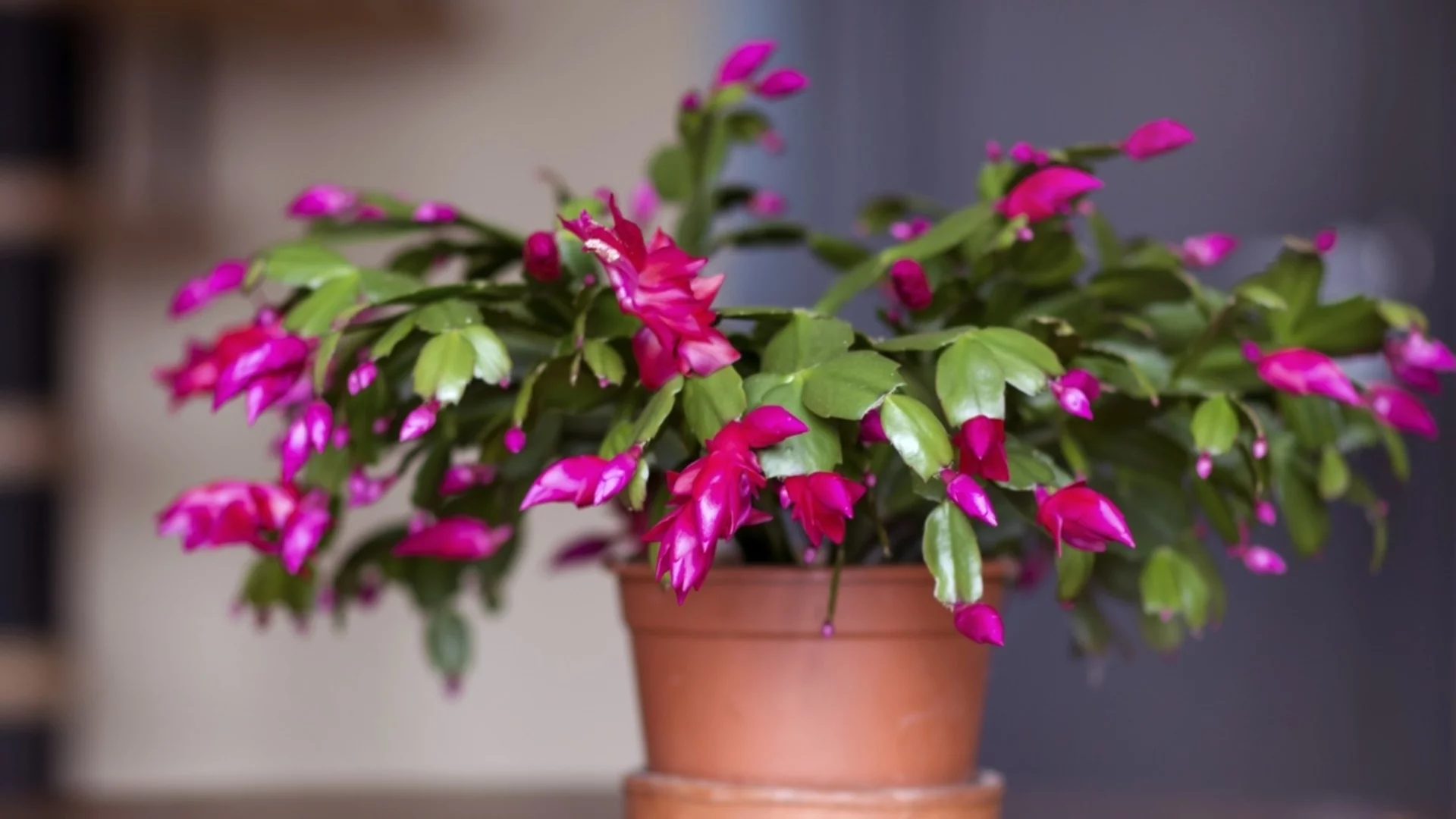 Токсични ли са коледните кактуси за домашни любимци