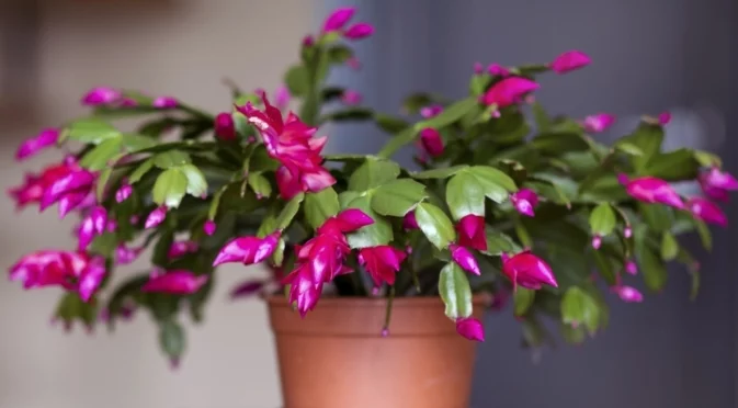 5 лесни стъпки за пресаждане на вашия коледен кактус, без да го повредите