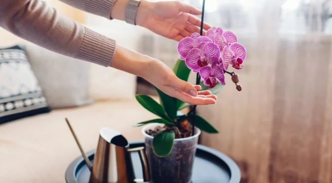 Защо цветовете на орхидеите ви окапват твърде рано?