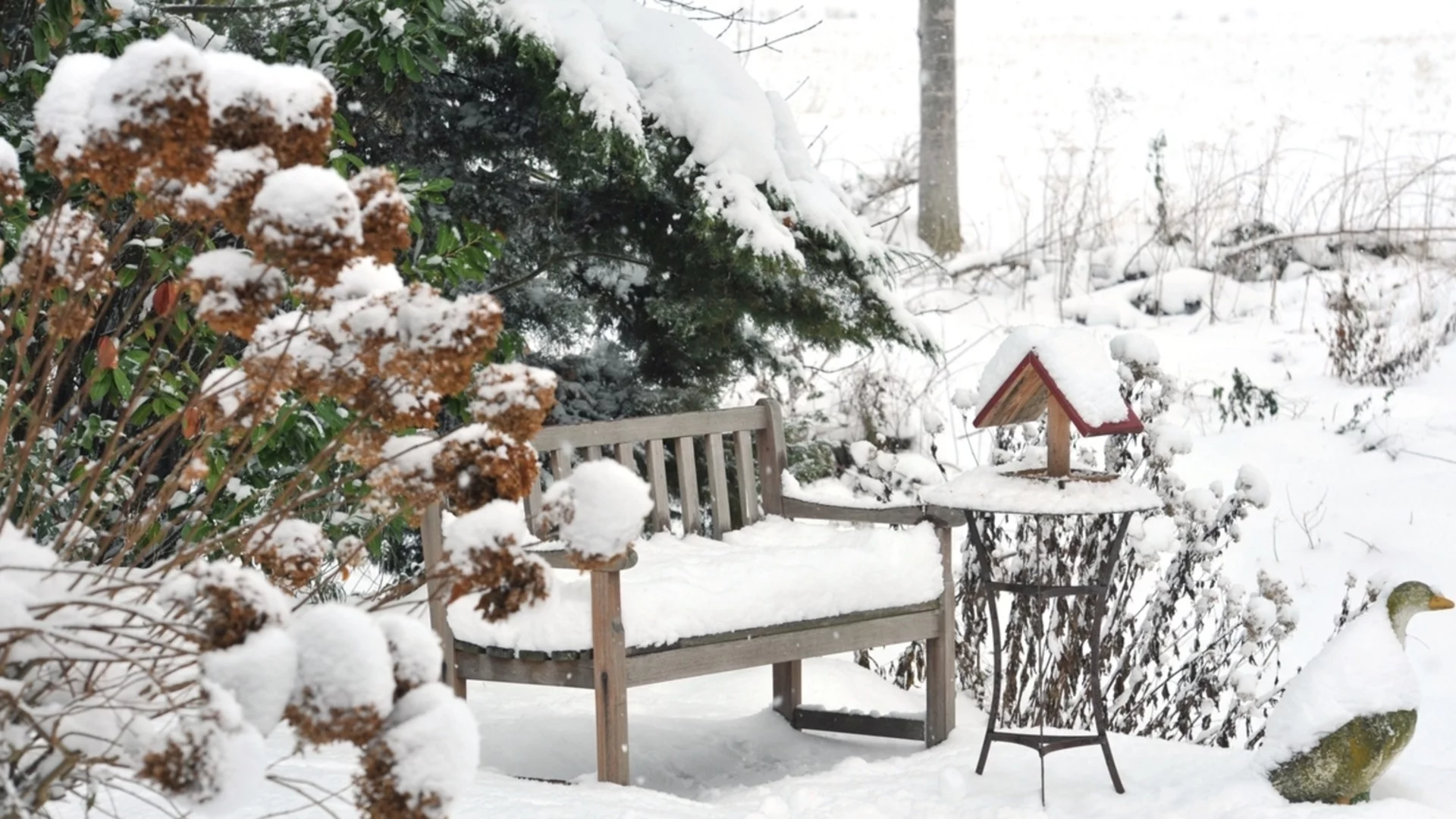 Най-добрият начин за изолация на хортензии през студеното зимно време  