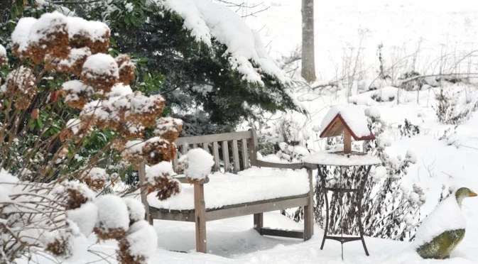Най-добрият начин за изолация на хортензии през студеното зимно време  