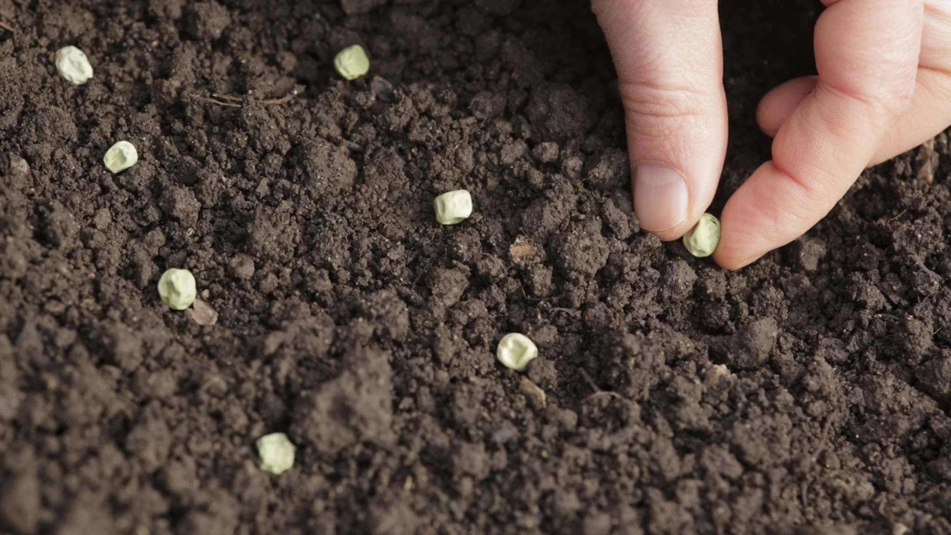 Засадете това лесно за отглеждане цвете през декември за красиви лилави цветове през пролетта 