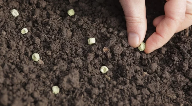 Засадете това лесно за отглеждане цвете през декември за красиви лилави цветове през пролетта 