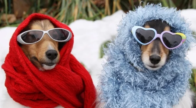 Хороскоп за днес, 28 декември: Последната неделя за годината е точно по вкуса на Козирозите, но не и на Лъвовете