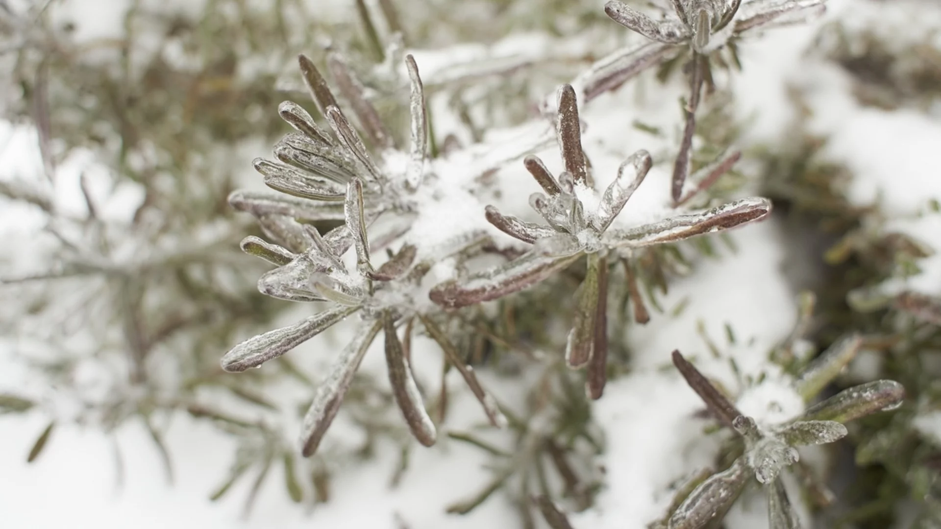 Студоустойчиви сортове розмарин, които ще виреят във вашата зимна градина