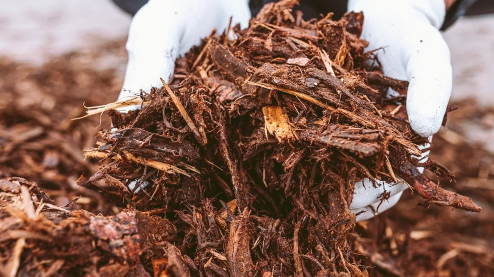 Мулч от борова слама или от борова кора: Кой е най-подходящ за вашата градина? 