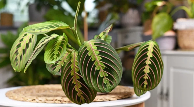 Как да отгледате в дома си молитвено растение