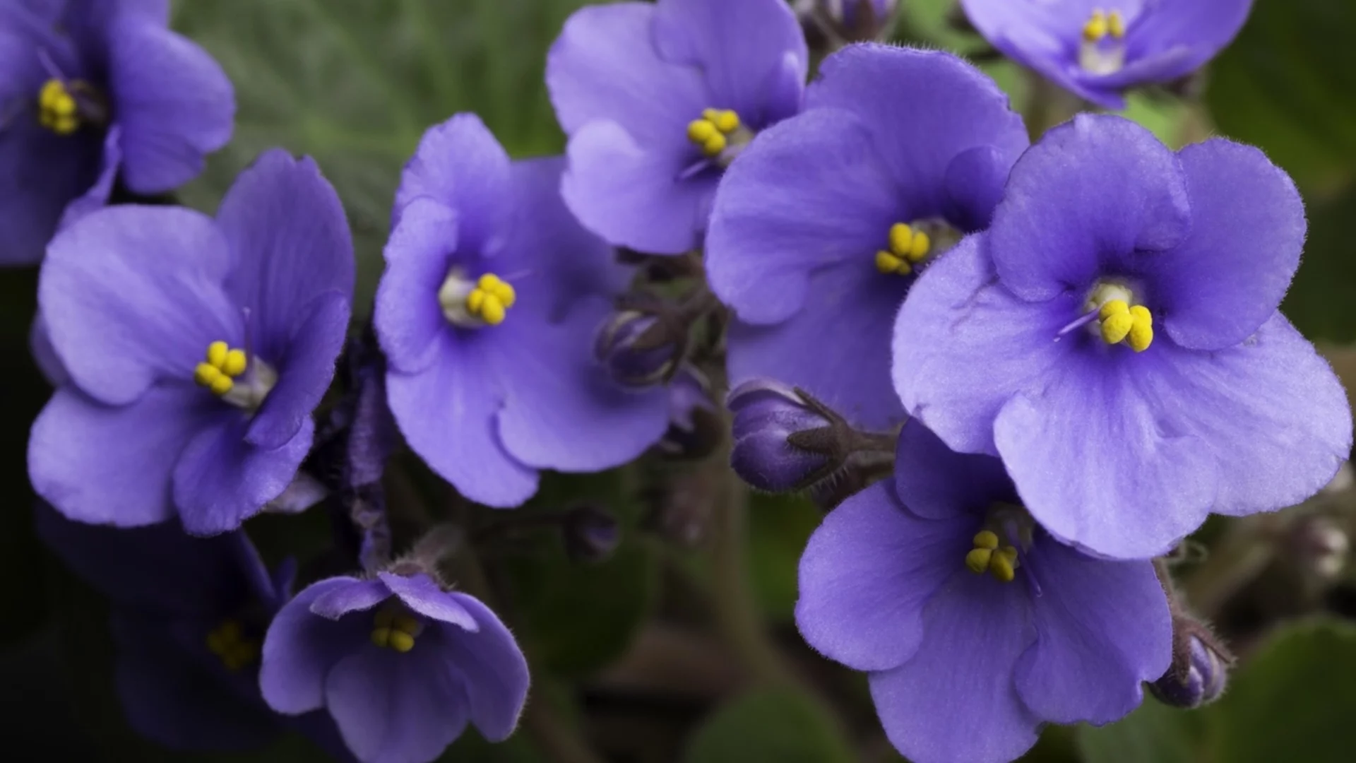 Кога и как да размножавате африкански теменужки