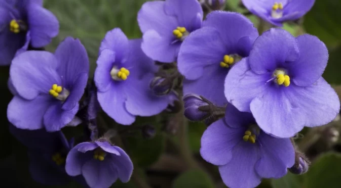 Кога и как да размножавате африкански теменужки