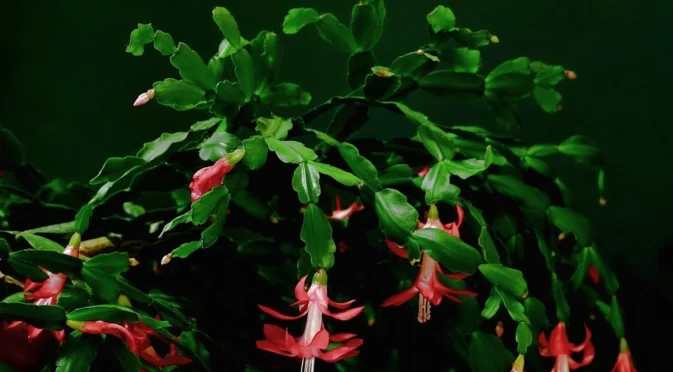 Грешки с коледните кактуси, които пречат на растението ви да цъфти