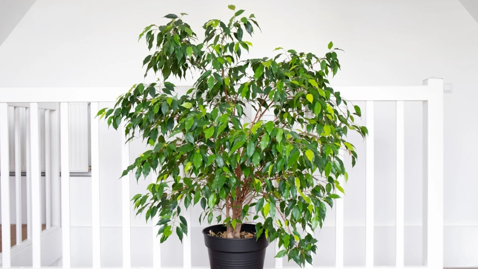 Вместо заврения зет: Ето какво да сложим между фикуса и прозореца