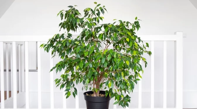 Вместо заврения зет: Ето какво да сложим между фикуса и прозореца