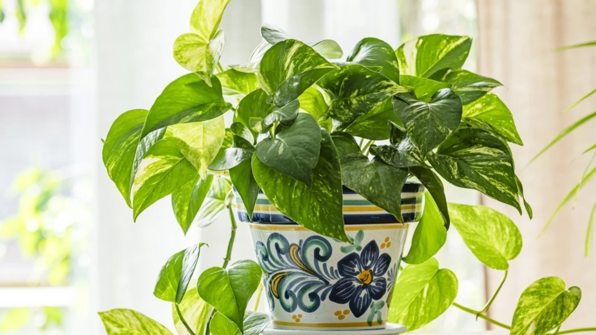 Стъпка по стъпка: Как да размножите потос