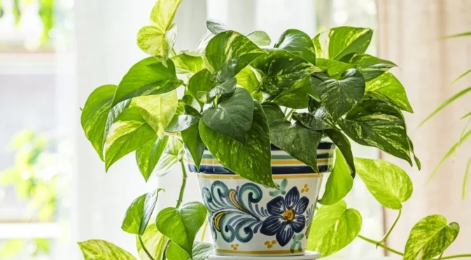 Стъпка по стъпка: Как да размножите потос