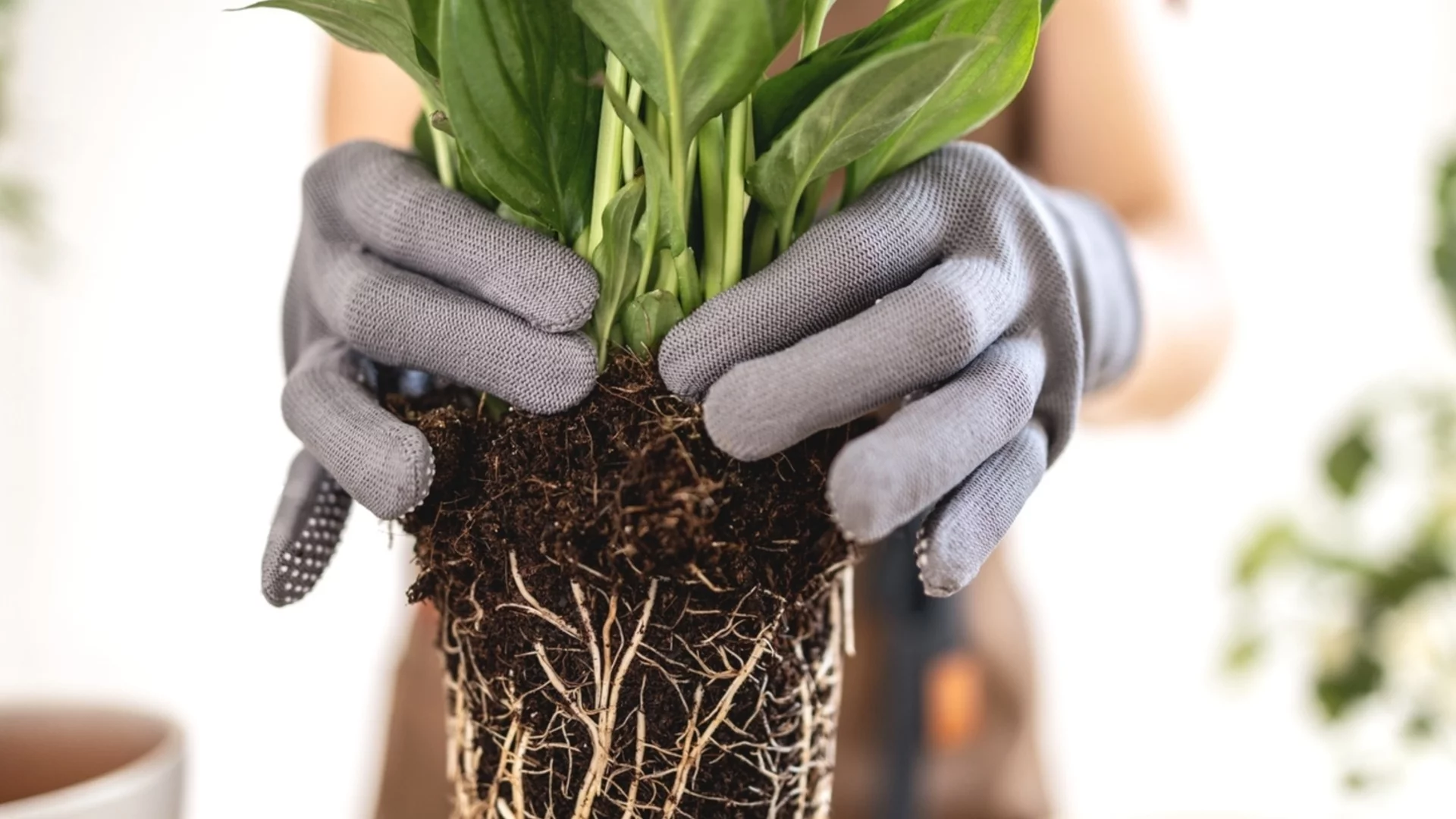 Най-лесните стайни растения за размножаване през зимата