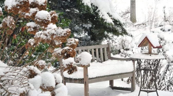 Как да се грижите за саксийните си хортензии през зимните месеци 