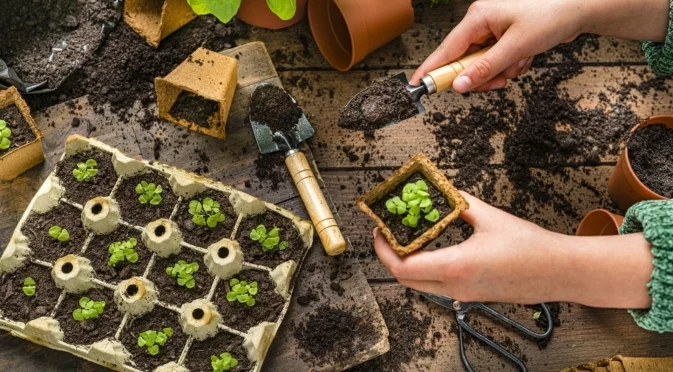 Хитър трик с картонени кутии за предпазване на корените през зимата