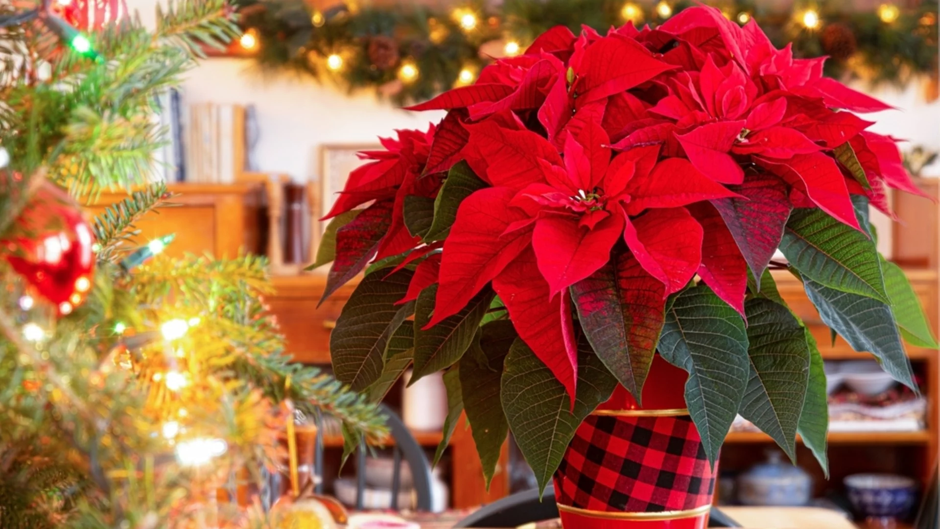 Къде трябва да поставите коледната звезда, за да привлечете пари в дома си