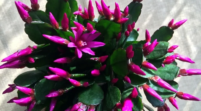 Кога е най-доброто време за подрязване на коледния кактус