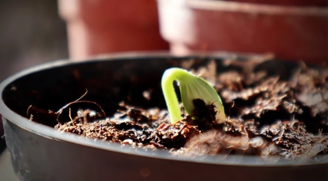 Интелигентен метод с камъчета за подобряване на дренажа в саксиите