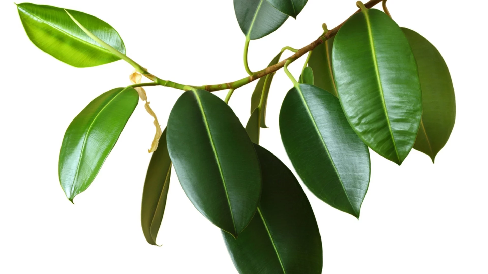 Фикус с кафяви петна през зимата – какви са причините и решенията