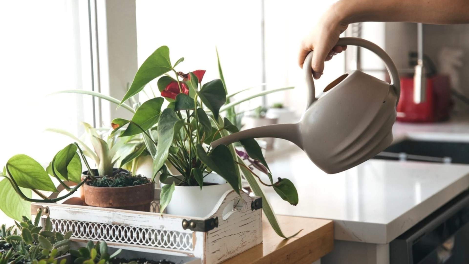 Само така е правилно да се поливат стайните растения през зимата