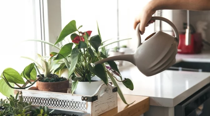 Само така е правилно да се поливат стайните растения през зимата