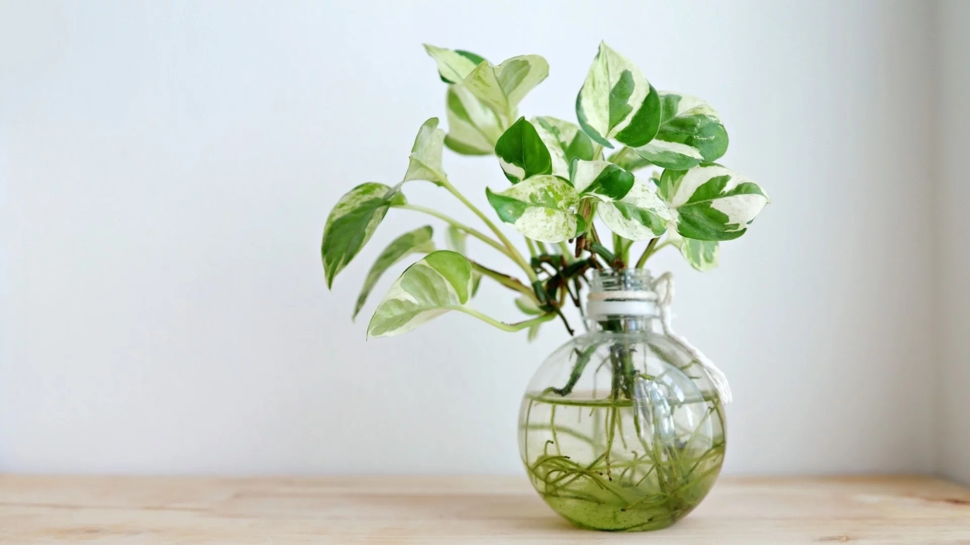 Как да размножите потос във вода