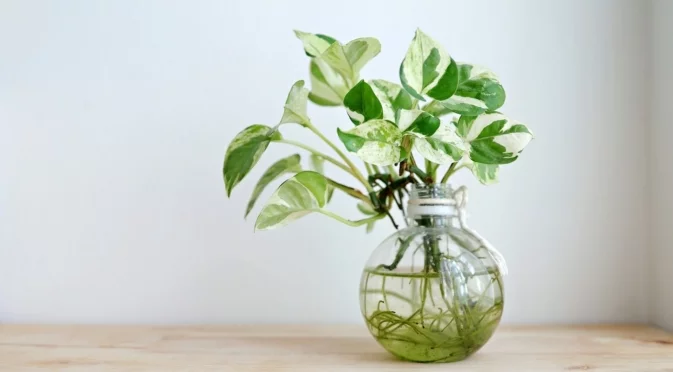 Как да размножите потос във вода