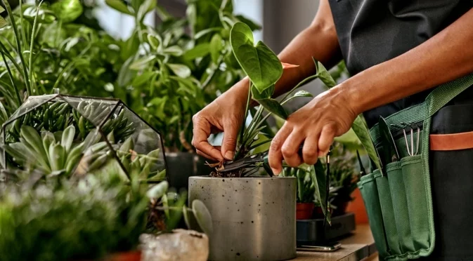 Можете ли да размножавате стайни растения през зимата?