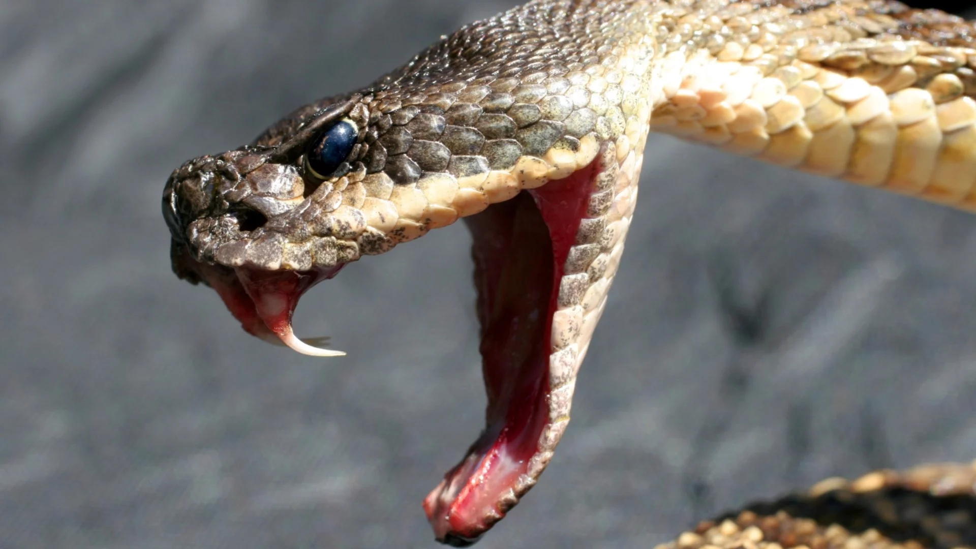 Утре Рак, Водолей + още 2 зодии ще усетят, че „старата година още хапе“