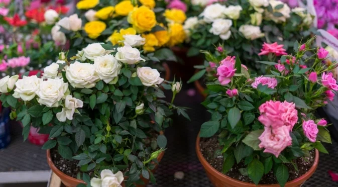 Как да отглеждате процъфтяващи рози в саксии