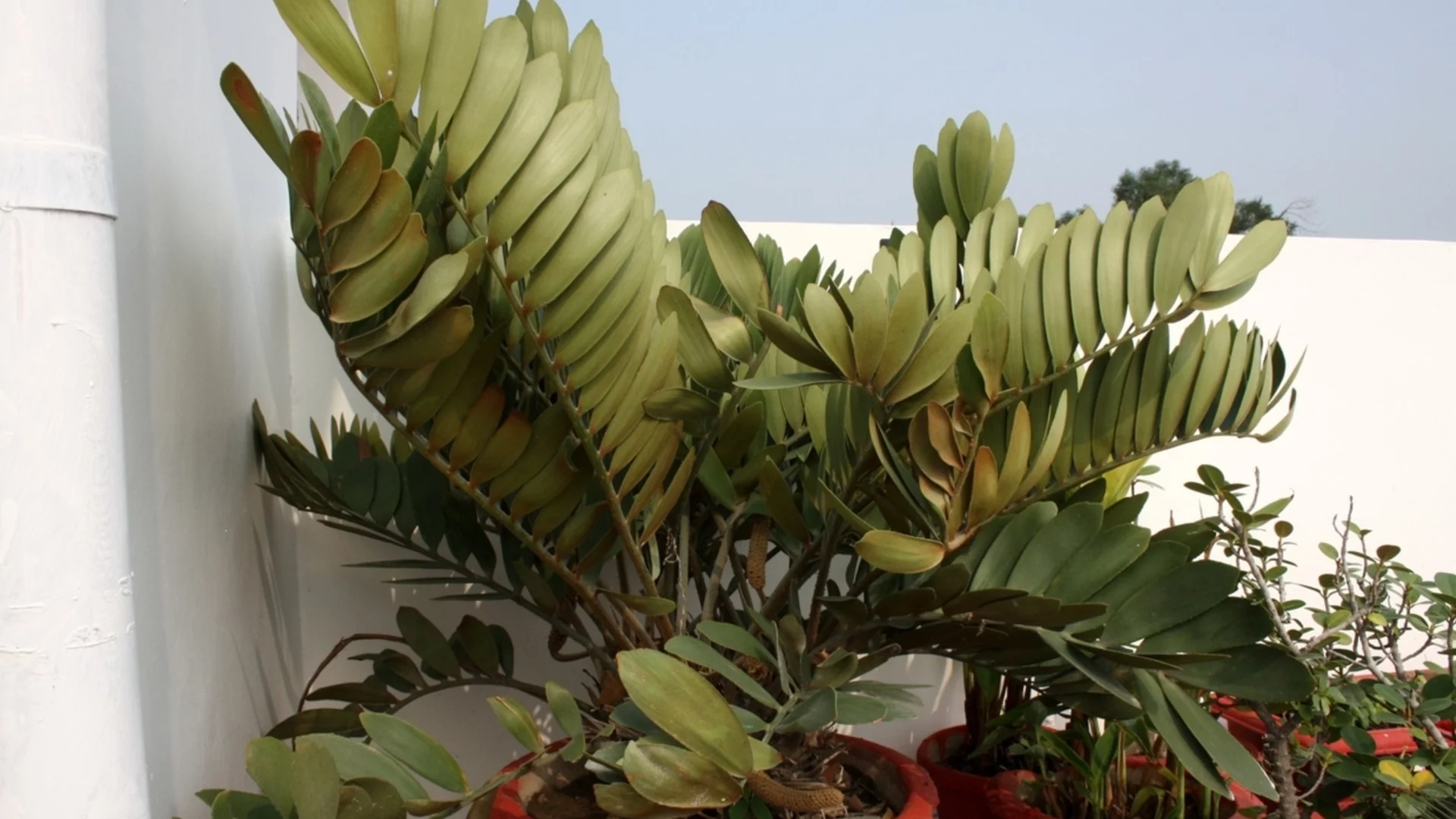 Заботете молив в почвата на замията и ще расте като луда