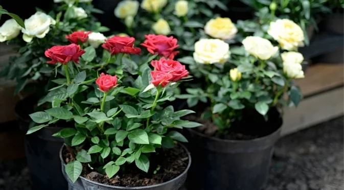 6 интересни факта за розите, които не сте подозирали