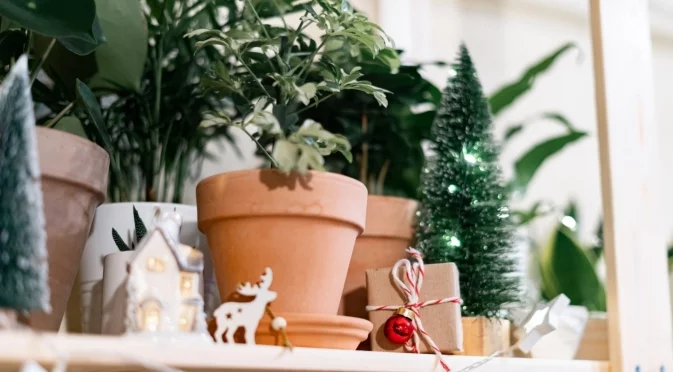 Защо пъпките на някои растения падат през зимата и как да реагираме