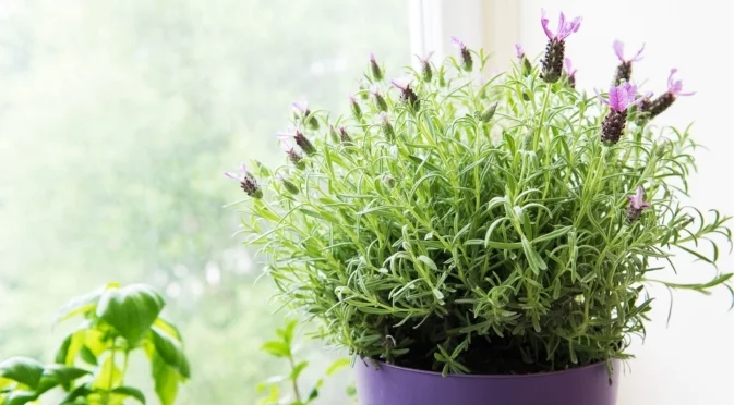 Как да отглеждате и да се грижите за лавандулово растение на закрито