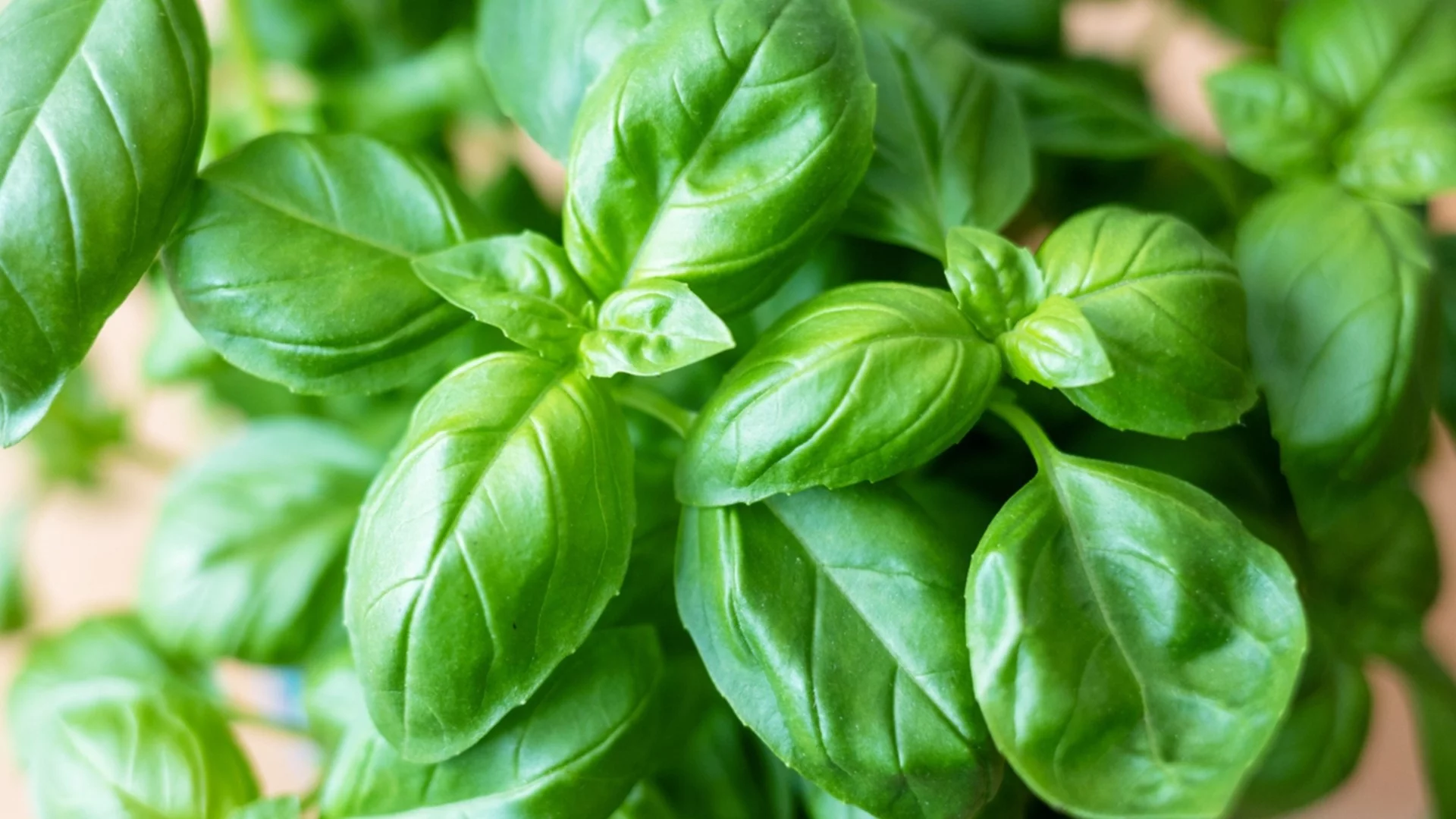 Как да засадите и отглеждате босилек