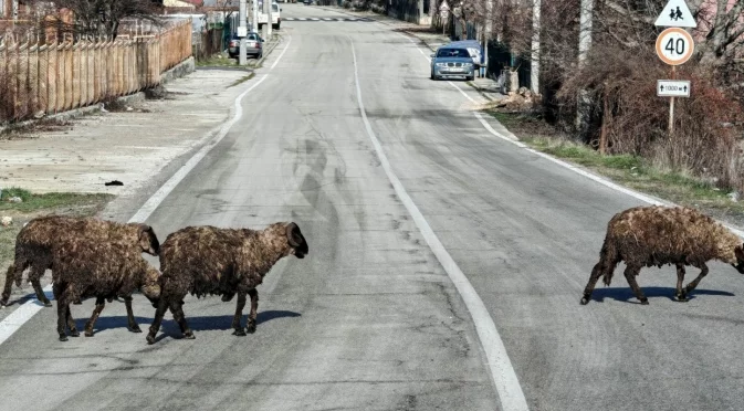 Арестуваха българи в Гърция за нелегален внос на животни