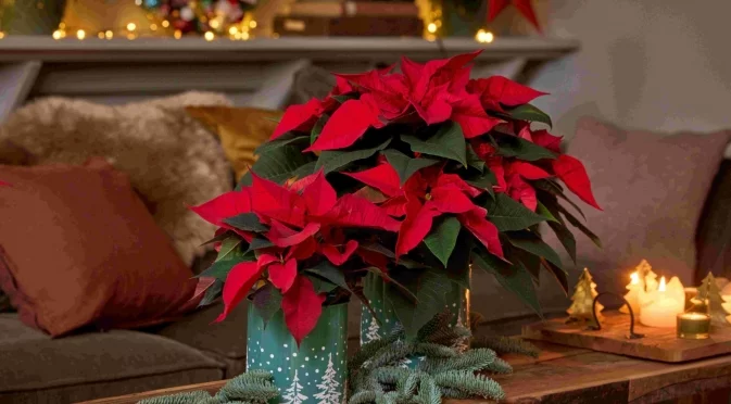 Коледната звезда ще цъфти с месеци – стига да я поливате така