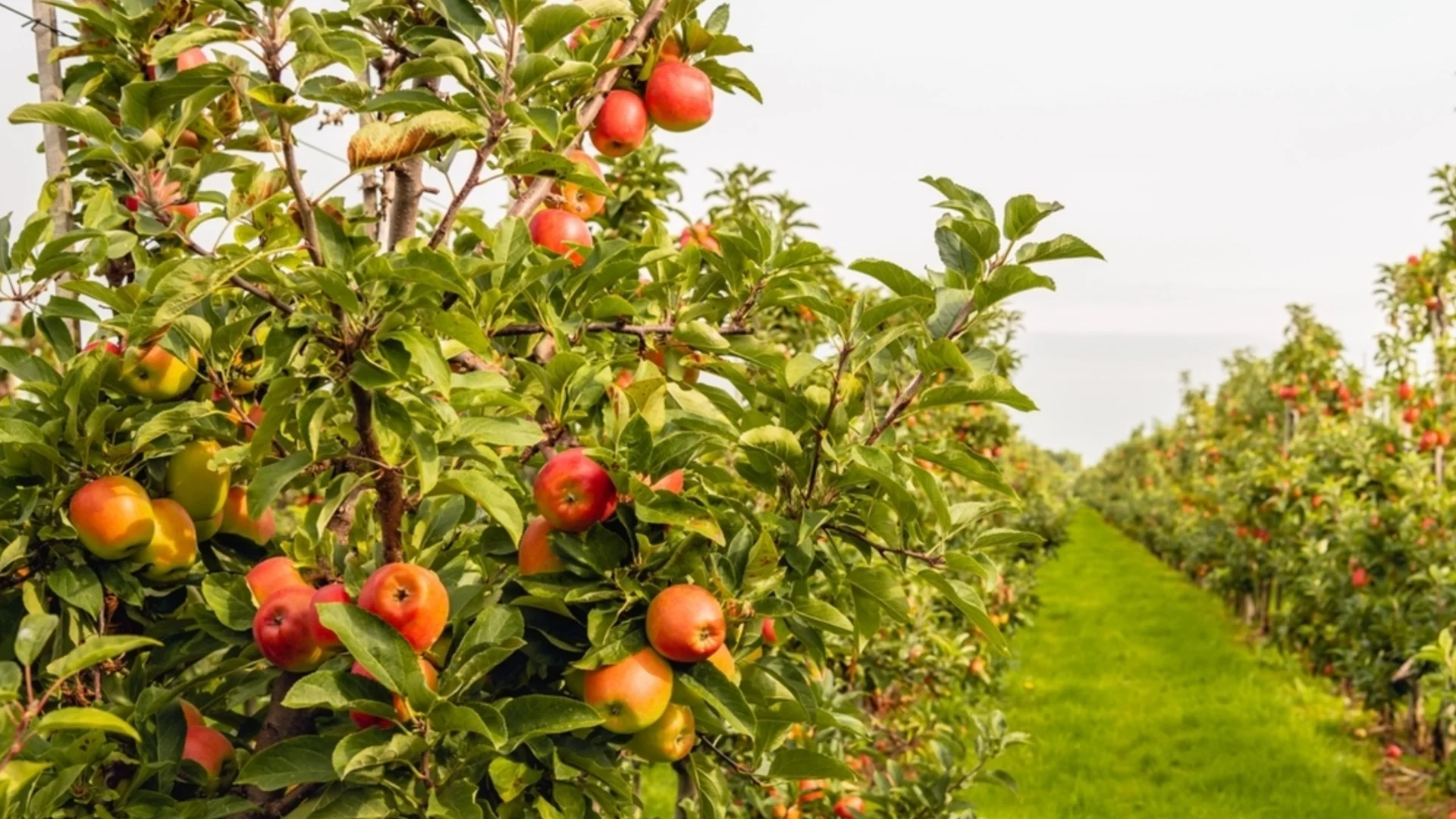 Листата на дърветата разкриват нещо изненадващо