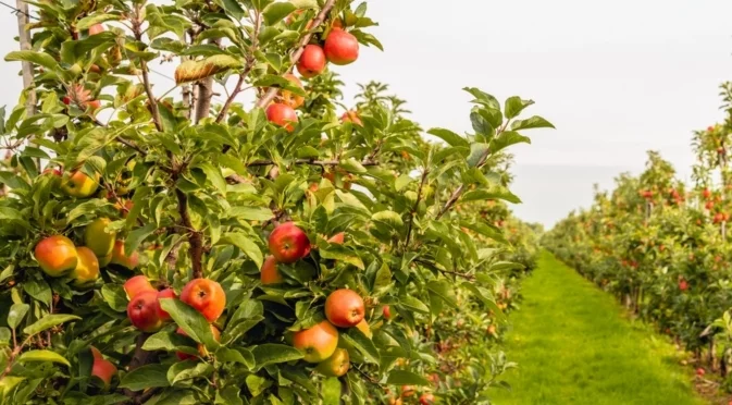 Листата на дърветата разкриват нещо изненадващо