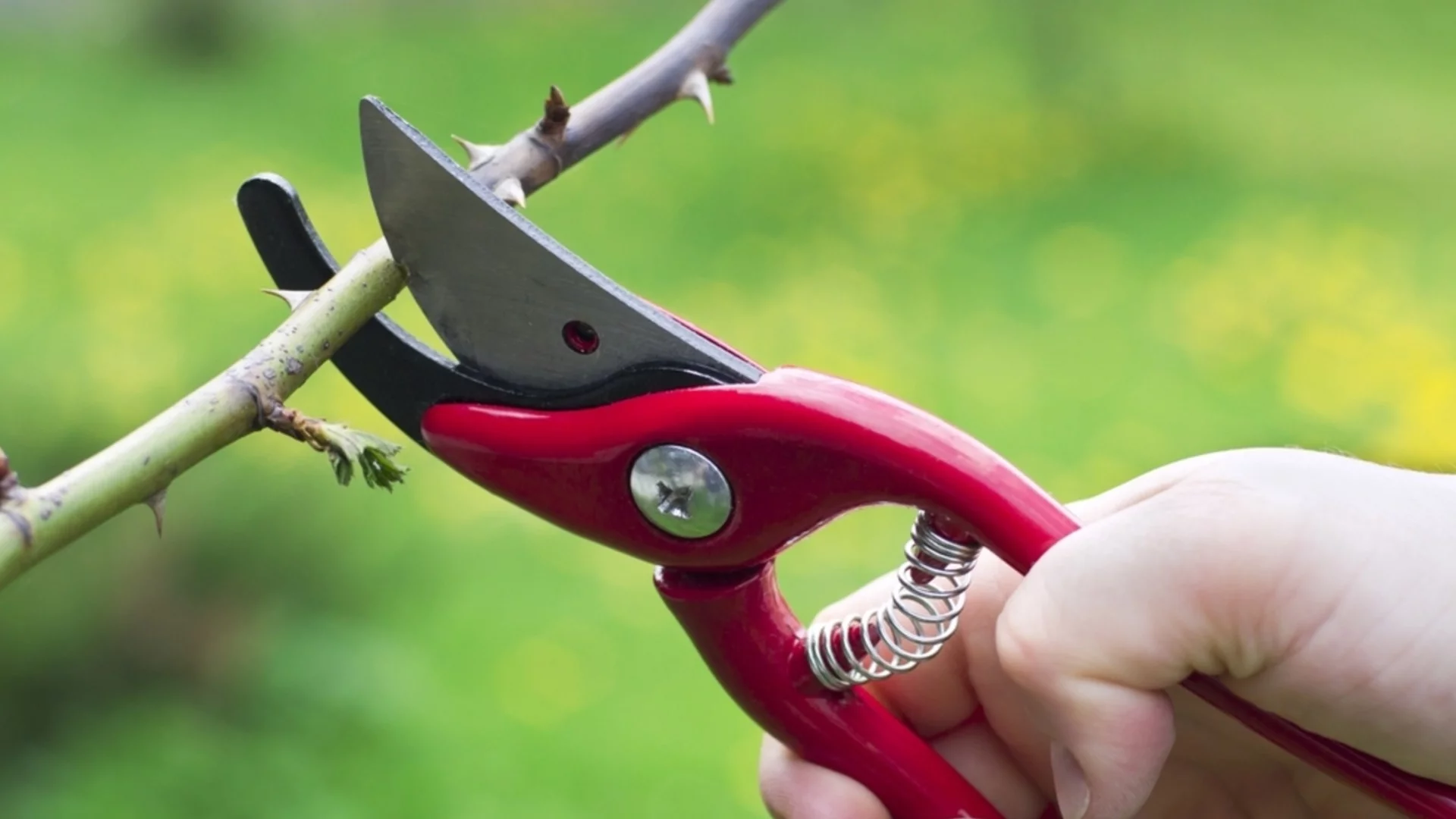 Каква е разликата между обезцветяване и резитба