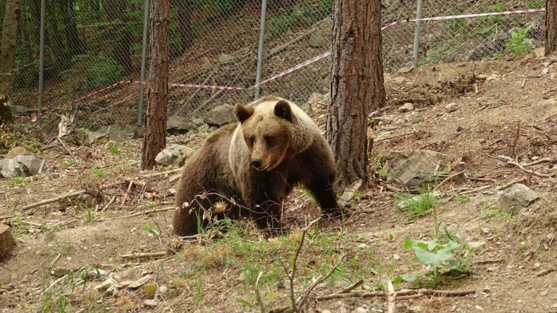 Кметът Ревански: Белица помни Брижит Бардо