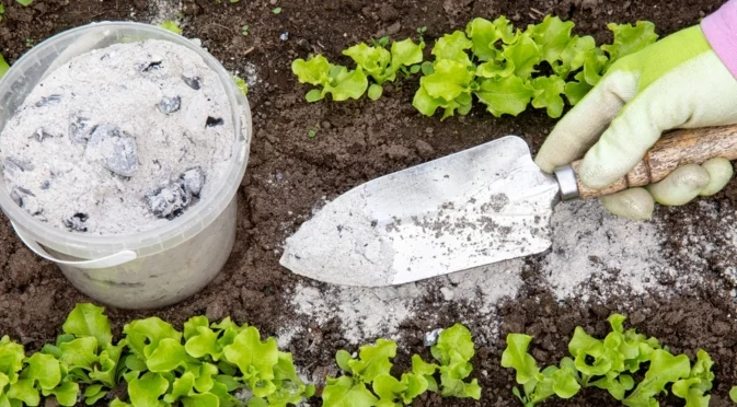 Как да наторите розите с пепел от камината